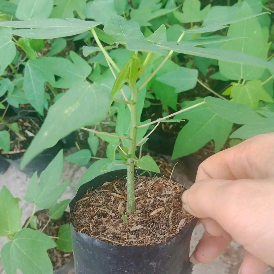 5 cây đu đủ lùn đài loan ruột đỏ siêu trái