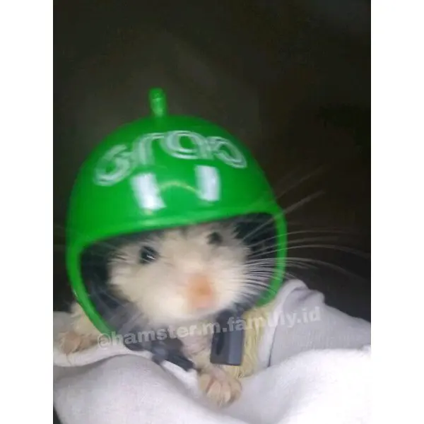 helm topi hewan hamster sugar glider 0