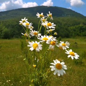 Trồng Cây Siêu Dễ