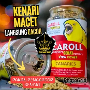 CAROLL kenari macet langsung ngerol makanan burung canary
