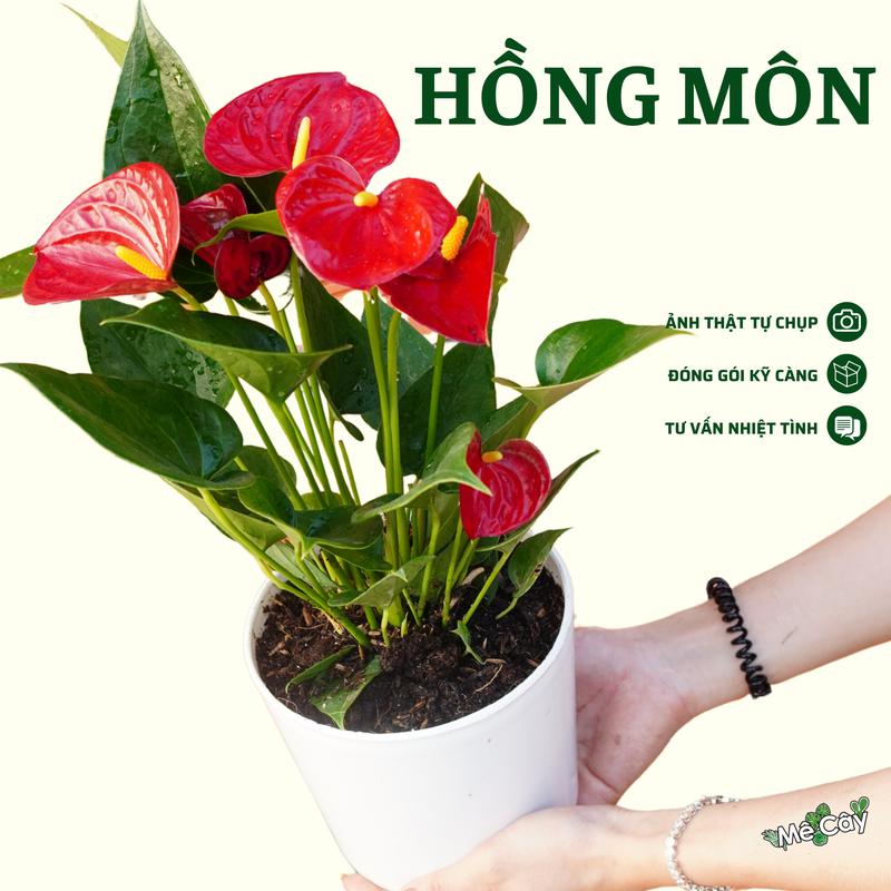 Cây Hồng Môn - Cây Nội Thất Đẹp Tự Nhiên Cho Phòng Khách