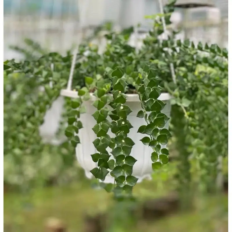 Cây Lan Tim - Decor siêu xinh, giá rẻ, dễ chăm sóc - |Vườn Như Ngọc| 7