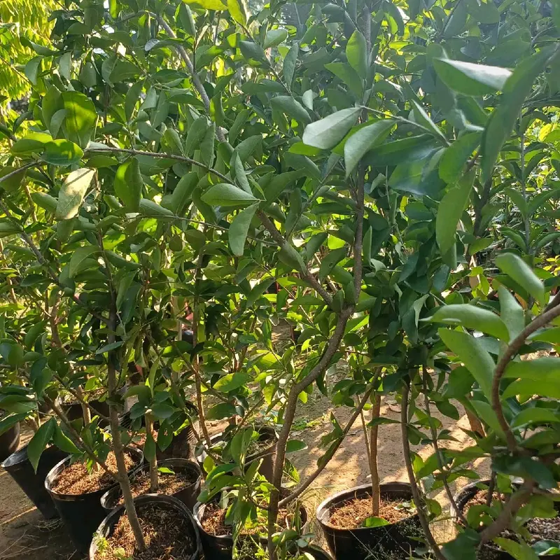 CÂY SƠ RY (CÂY GIỐNG SƠ RY NGỌT ) 7
