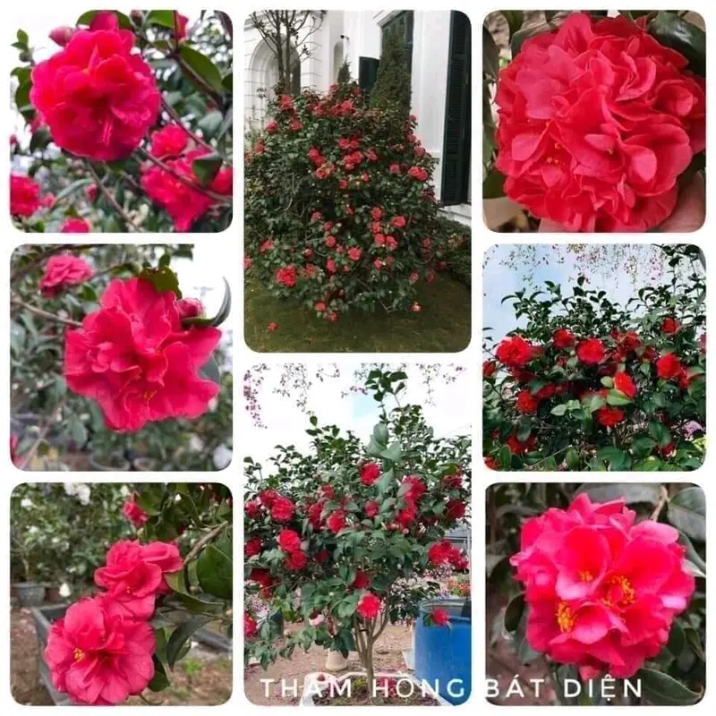 Trà mi giống cây cao 30cm 5k 1 cây 4