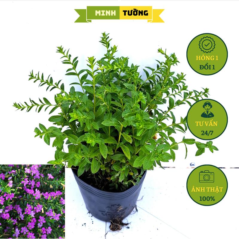 Cây Cẩm Tú Mai (Size Nhỏ) - Hoa Kiểng Sân Vườn - Cây Hoa Kiểng Trang Trí Sân Vườn, Trồng Làm Hàng Rào