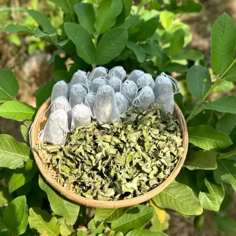 COMBO 30 TÚI LỌC TRÀ LÁ Ổi  Nước Trà Tea 3