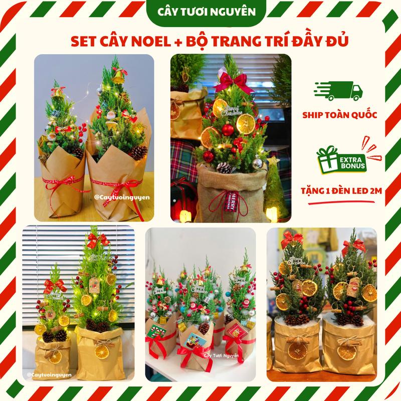 [FULL SET] CÂY SƠN TÙNG, CÂY TÙNG THƠM NOEL (cao 30-40cm)+ Set Đồ trang trí đầy đủ, Tự Trang Trí Tại Nhà Đáng Yêu Trang Trí Giang Sinh Noel, Cây Tươi Nguyên