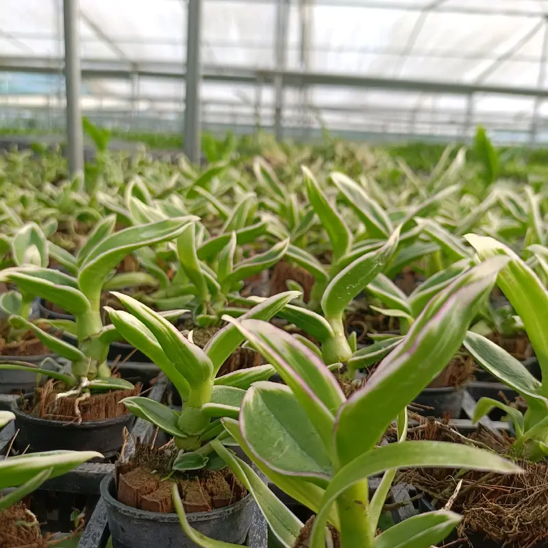 thông chai gold lá bien đột biến cây con 1