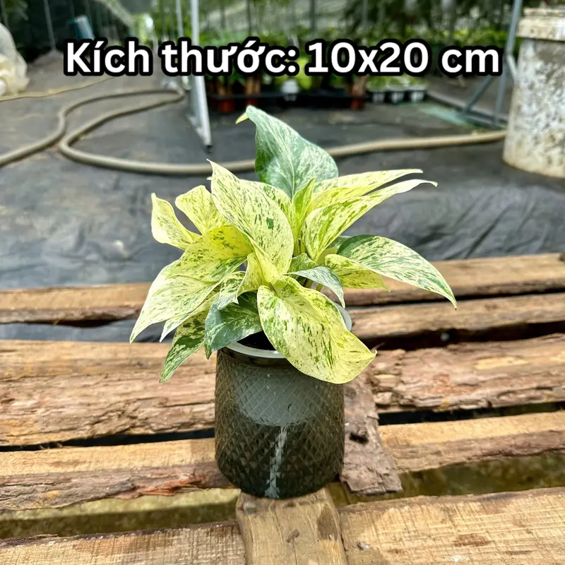 Chậu thủy canh cây mini thân rũ, cây lọc không khí - decor trong nhà 2