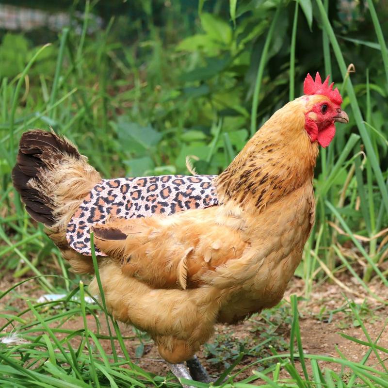 Product Introduction of Waterproof funny pet products hen feather protective cover 15