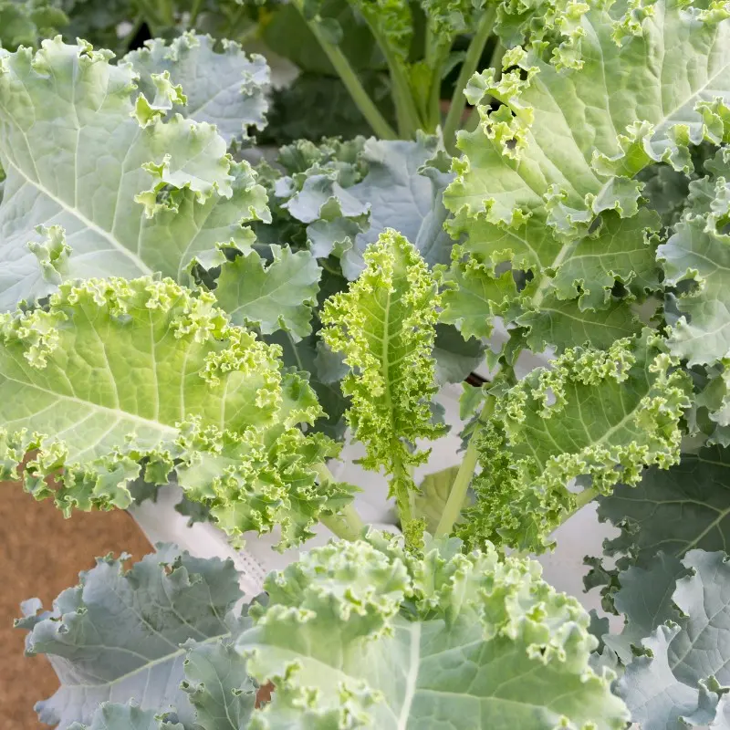 [700-800 hạt]  Hạt giống cải xoăn Kale đóng gói 5gr dễ trồng - Loại cây giàu dưỡng, thu hoạch kéo trong khoảng 6 tháng 5