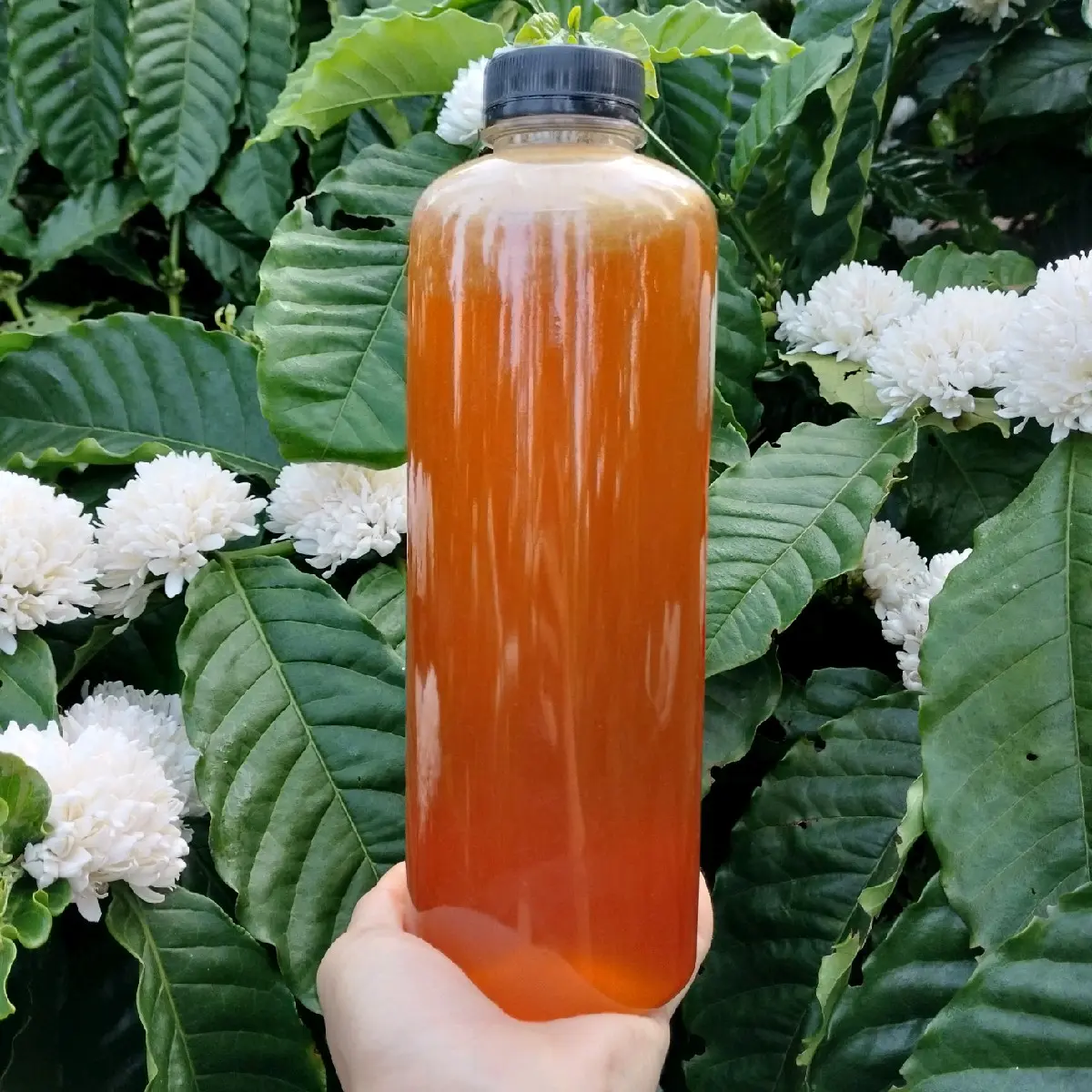 Mật ong hoa cà phê