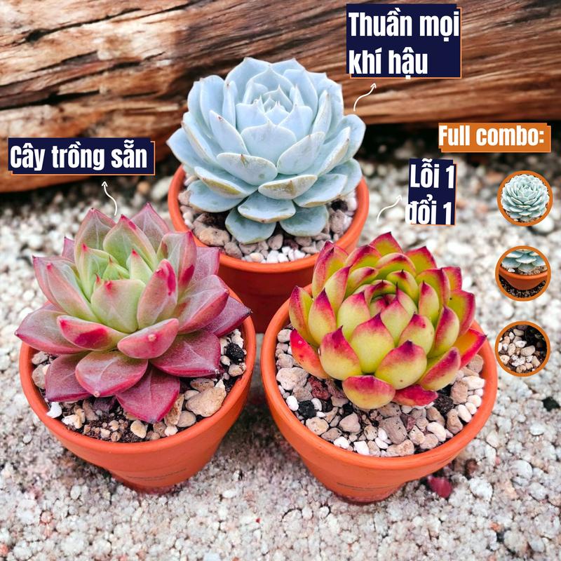 Sen đá 12 loại size bé kèm 12 chậu và 1kg đất chuẩn sen đá SONDA garden, cây sen đá, sen đá đẹp trang trí nhà cửa