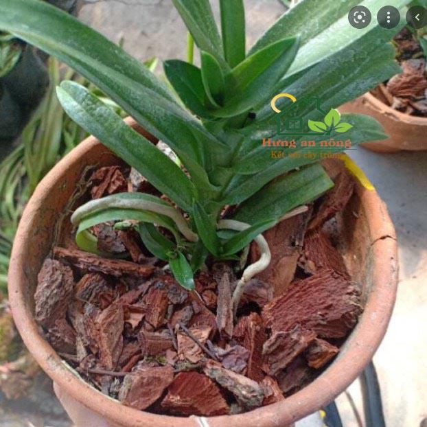 Product Introduction of 500g Vỏ thông trồng phong lan, ươm kie, giá thể cho kiểng lá size 20-28mm 14
