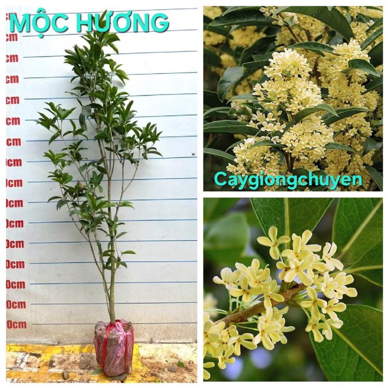  CÂY HOA MỘC HƯƠNG TA HOA VÀNG CAO 1M3-1M5 