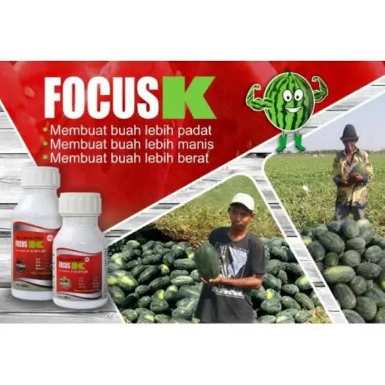 FOCUS K Pupuk Kalium Cair + Boron Fase Bunga Buah 500ml Focus K Tanaman 2