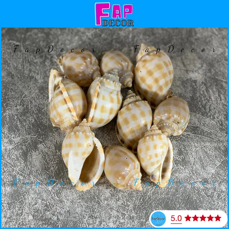 VỎ ỐC TỎI HỌA TIẾT CARÔ TRANG TRÍ BỂ CÁ THỦY SINH ỐC MƯỢN HỒN LÀM ĐỒ LƯU NIỆM, HAMDMADE RẺ ĐẸP - FAPDECOR 4