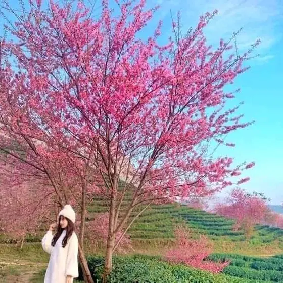 cây giống hoa anh đào  cao từ 30.70cm