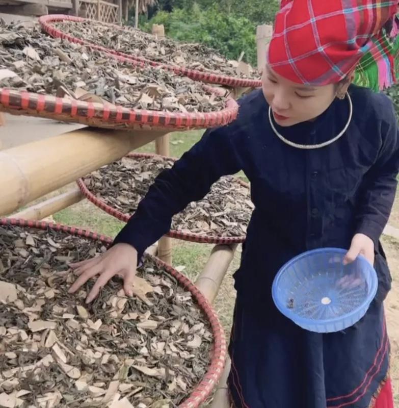 Trà Cây Lá Gan Rừng Túi 1kg Nước Trà - Thương hiệu uy tín - trà  trắng da   detox da  Tea Chè trà trà  thanh nhiệt mát giảm mụn trà trà  twg trà  detcxore