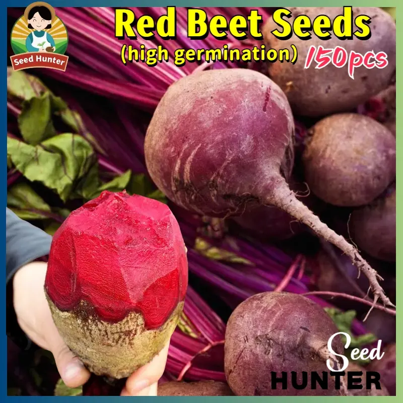 Fresh Red Beet Seeds for Planting Vegetables (Fast Growing 150 Seed)  Organic Beet Root Fruit Seeds