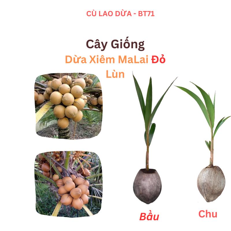 Giống Cây Dừa Xiêm Lùn Malai Đỏ Đích Bầu - Đích Chu - Thân Lùn Cho Trái Nhanh 2-3 Năm - Năng Suất trái 200-350 trái cây năm - Thân Màu Nâu Đỏ - Nước Ngọt Mát từ 450-800ml trái -Cây Giống cao 40-70cm - Tại Vườn Dừa Xiêm Đỏ Malai Đỏ Bến Tre