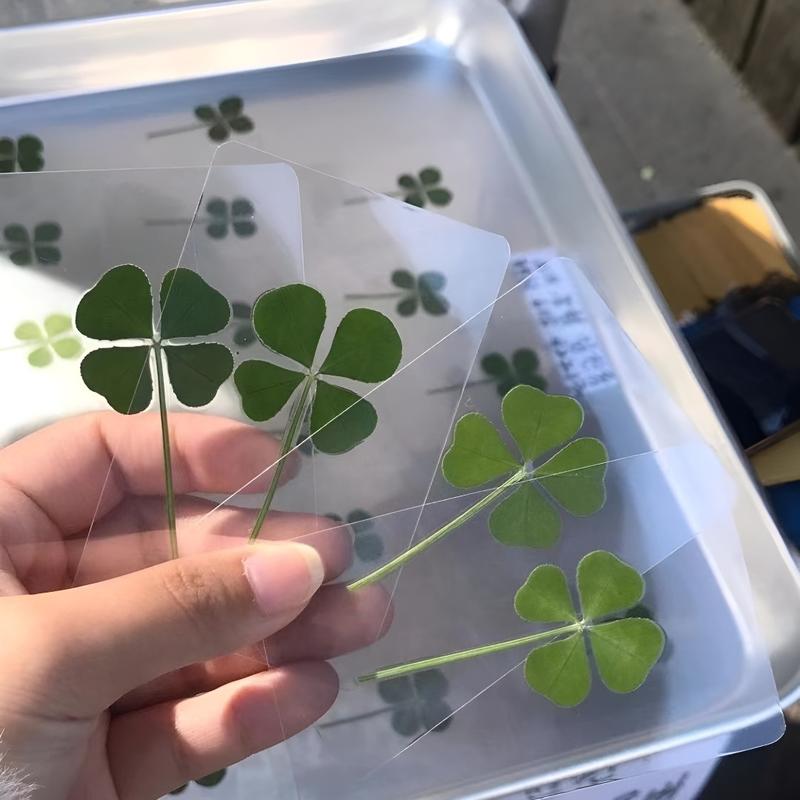 Four-Leaf Clover Specimen Nepal Leaf Plastic Wrap Lucky Four-Leaf Clover Bookmark Real Leaf Dried Flower Collection Gift