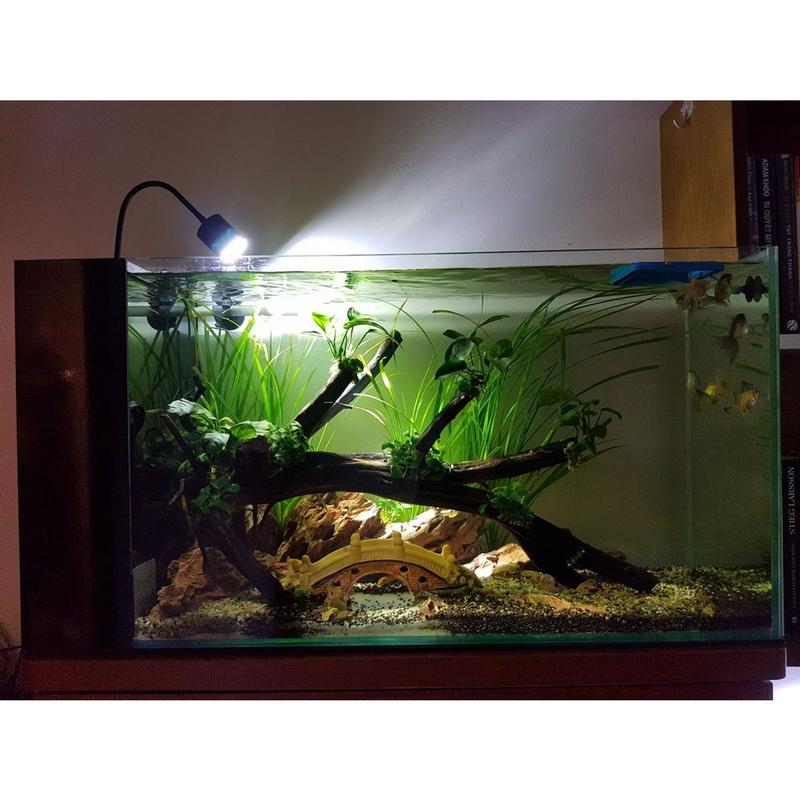 Product Introduction of Đèn Led Rọi Thuỷ Sinh Biotop - Thích Hợp cho những hồ Thuỷ Sinh, hồ Bán Cạn, Hồ Tiểu Cảnh... DREAMER GUPPY.. 15