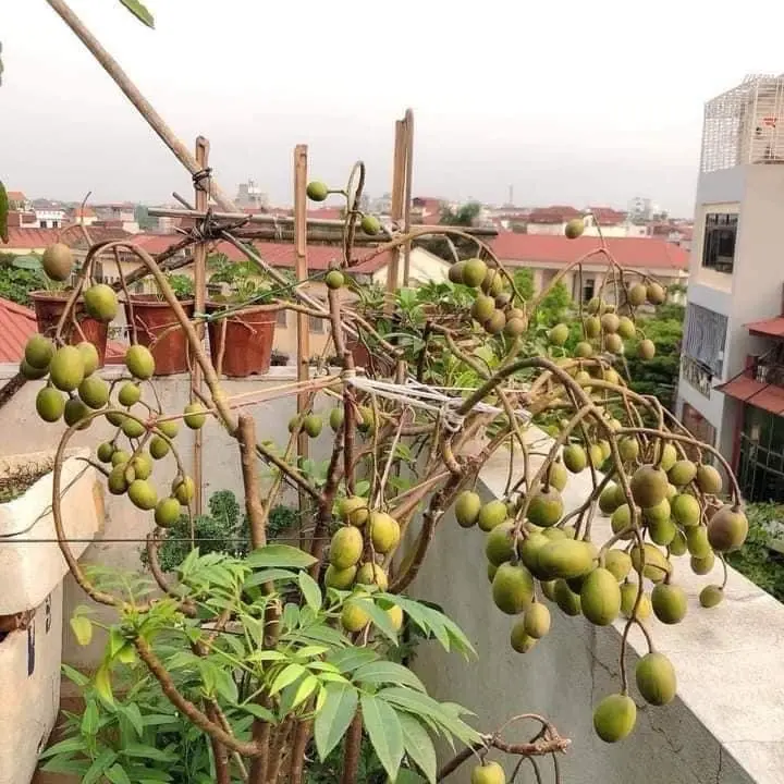 Cây giống Cóc Thái dễ trồng, sai quả, sạch sâu bệnh ổi giống  cây siêu  thị ăn 5