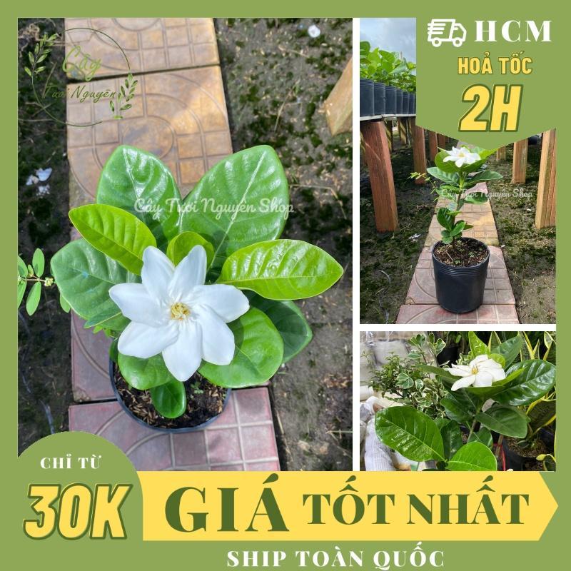 CÂY LÀI THIÊN HƯƠNG GIỐNG MỚI, hoa rất thơm ,(cao 25cm), Hoa giống cảnh sân vườn,GIÁ RẺ, nở quanh năm, Cây Tươi Nguyên
