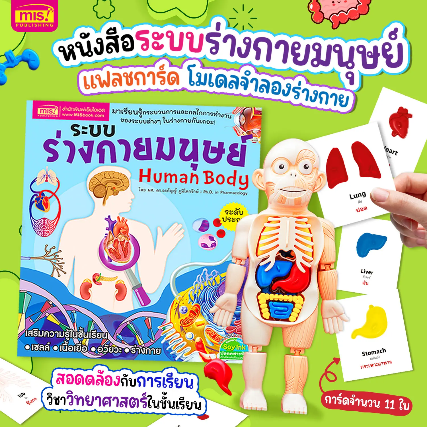 [ส่งฟรี] หนังสือระบบร่างกายมนุษย์ ระดับประถม แถมพร้อมโมเดลร่างกายมนุษย์ Human Body และการ์ดคำศัพท์อังกฤษ - ไทย อวัยวะภายใน 11 ใบ