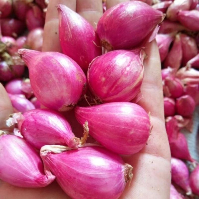 Hành tím Lý Sơn (Loại 1)- Đặc sản Quảng Ngãi thơm ngon chính gốc Food Cay siêu ngon