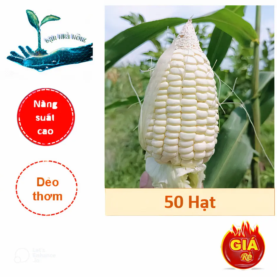 Hạt giống bắp nếp nù ( Gói 50 hạt - Tặng phân bón ) - Siêu dẻo thơm, Năng suất cao