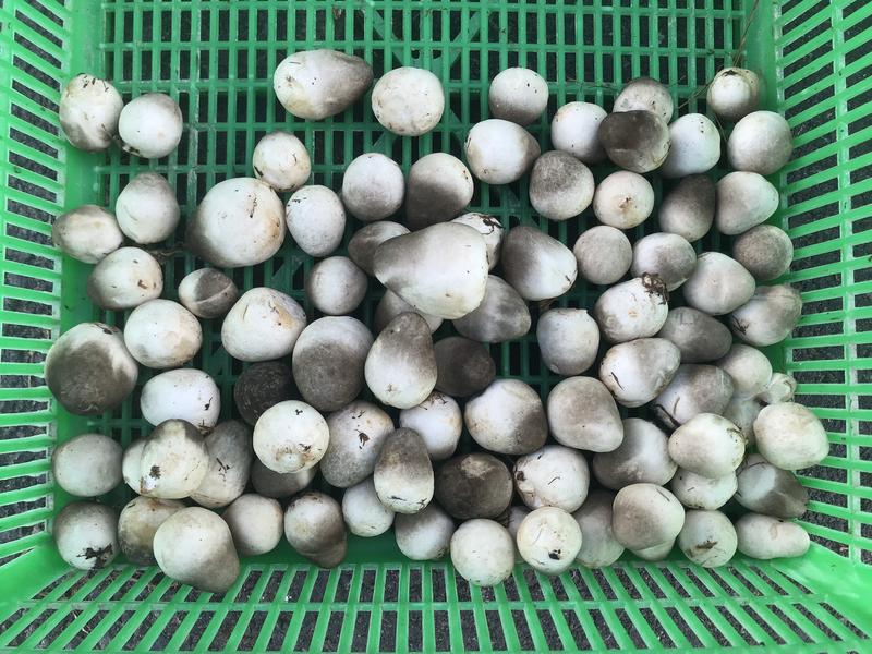 Combo 8 Meo Nấm Rơm Thần Nông (550g) - Tặng Tài Liệu Trồng Nấm Rơm Trong Nhà 7