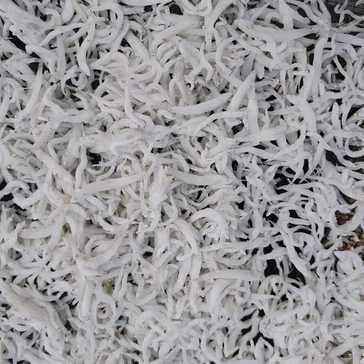 [COD] IKAN ASIN TERI NASI ASLI MEDAN 500GR 2