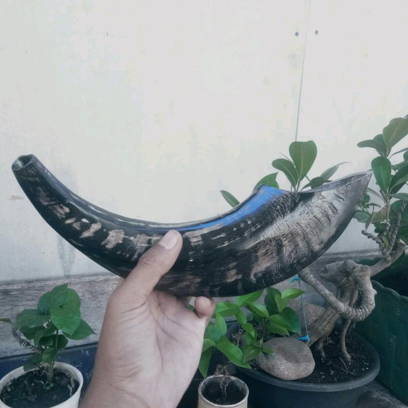 Terompet sangkakala ram shofar ram original 4