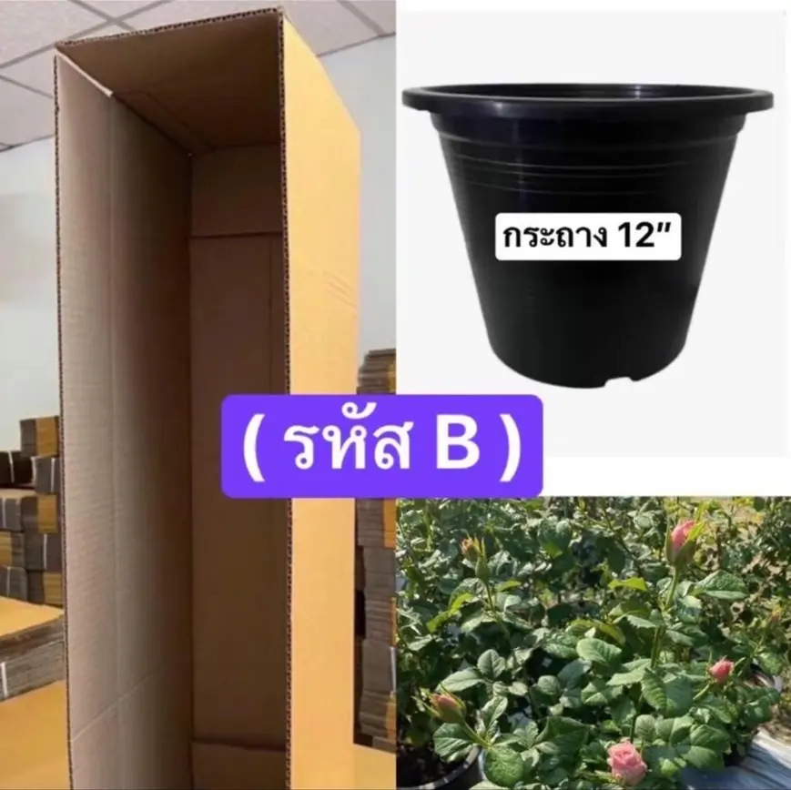 กุหลาบกระถาง รหัส B (ความสูงไม่เกิน 170cm)สั่งซื้อในไลฟ์สด