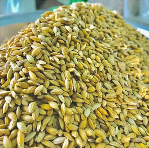 1KG lúa tiêu ruột đỏ, thức ăn yêu thích chim cu gáy 3