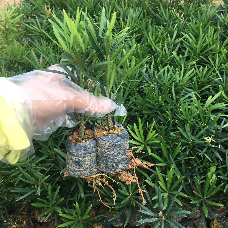 10 cây giống Tùng La Hán (..) 2