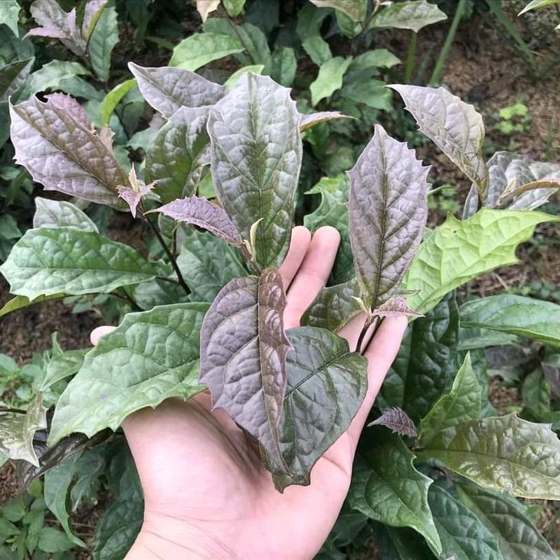 1kg Xạ Đen khô hàng sạch đẹp chuẩn loại 1 từ vùng núi Tam Đảo Tuyên Quang 4