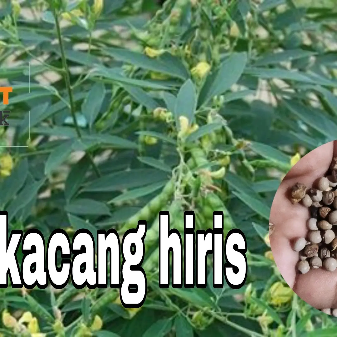 100 seed benih kacang gude / kacang hiris