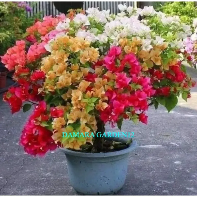 Tanaman Bougenville Bunga Kertas Import Termurah Dan Terlaris / Bugenvil Bunga Kertas Import