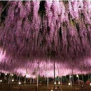 10granos Semillas GliciniaRojaLarga FloresRojoPúrpuraEspectaculares Espigas60cm IdealparaJardinesVerticalesyPérgolas