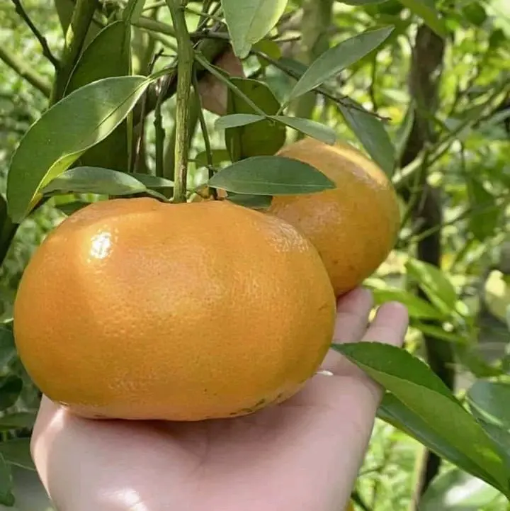 Cây giống quýt hồng Lai Vung