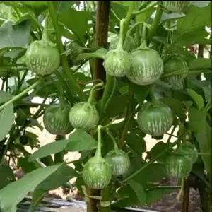 BENIH TERONG LALAP BULAT HIJAU (ISI 120 BUTIR) Tanaman