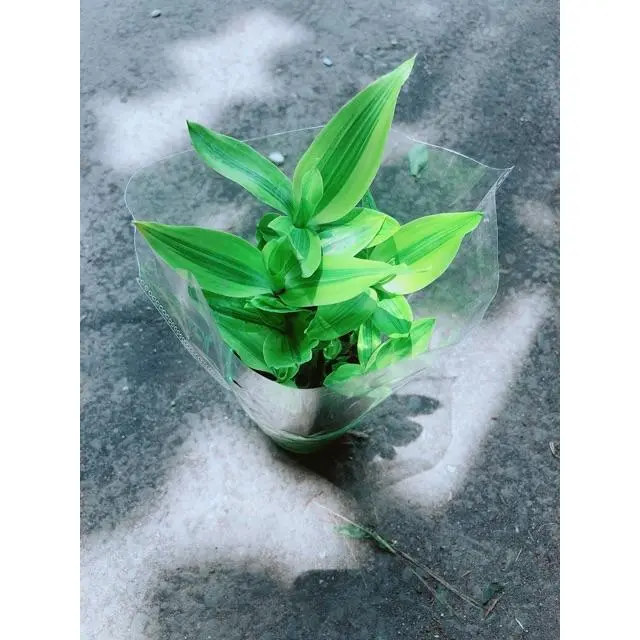 Cây Trúc Phát Tài Gửi Hàng Như Hình 2
