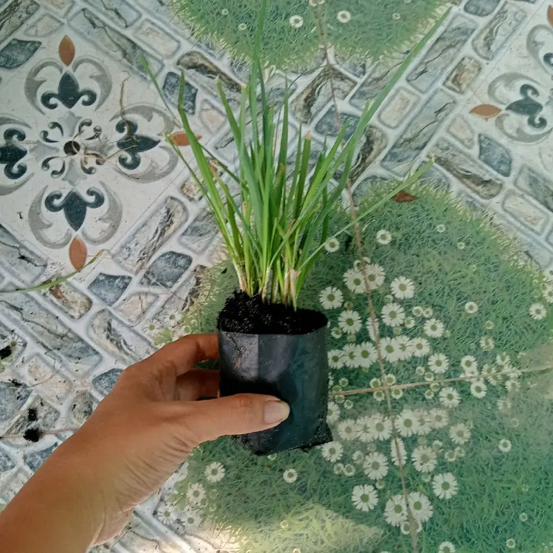 bầu cây giống hẹ lá nhỏ thơm ngon 0