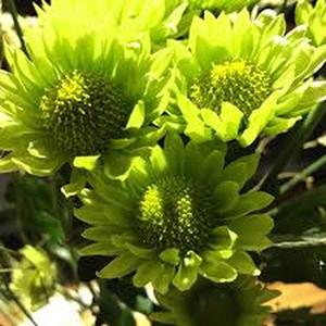 50 Granos Crisantemo Pompón Verde Manzana Verde Color Fresco Flores Únicas para Decoración de Jardín