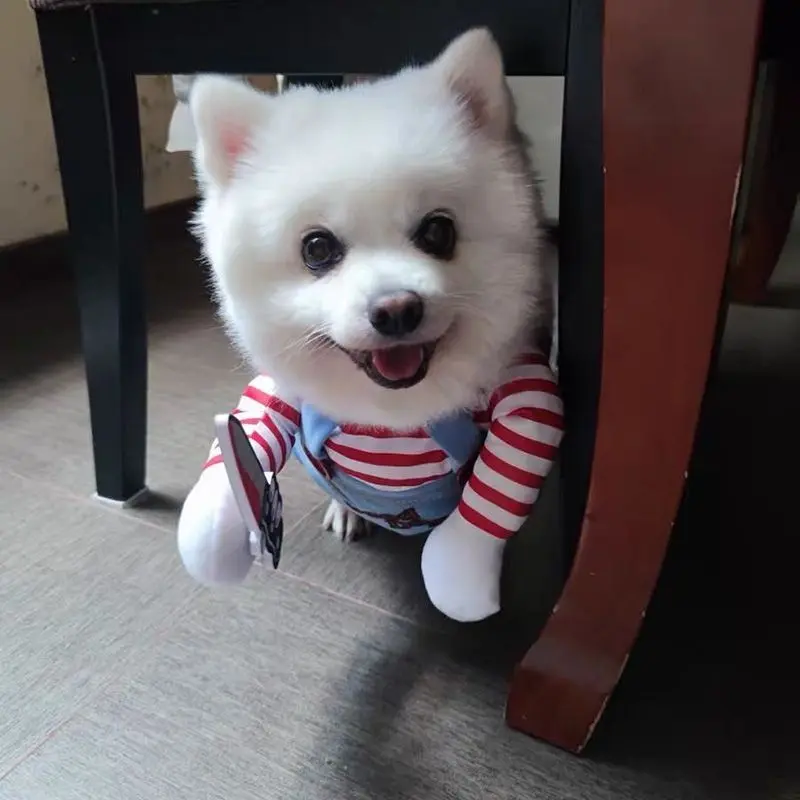 Quần Áo Cầm Dao Vui Nhộn Lễ Hội Chúa Thánh Thần Cho Thú Cưng, TikTok Bichon, Golden Retriever, Chó Mèo, Pomeranian, Shiba Inu, Corgi, Teddy, Với Giá Đỡ Dao, 20,25Món 7