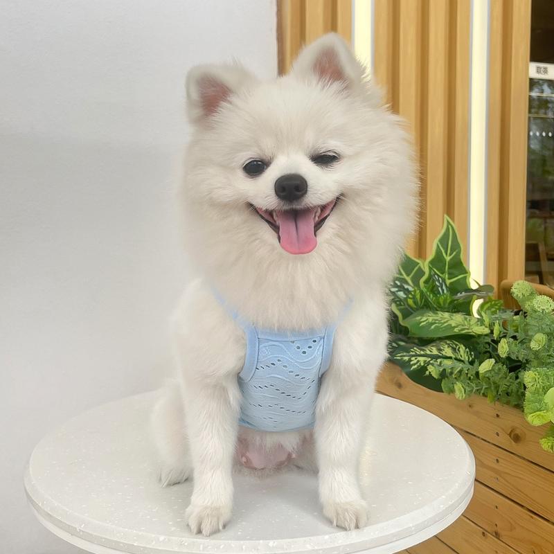 Product Introduction of Quần áo cho chó, Bảy Pet, cho Shih Tzu, lưới thoáng khí, áo vest cho thú cưng, áo phông cho mèo mùa hè, quần áo cho chó Con đơn giản 15