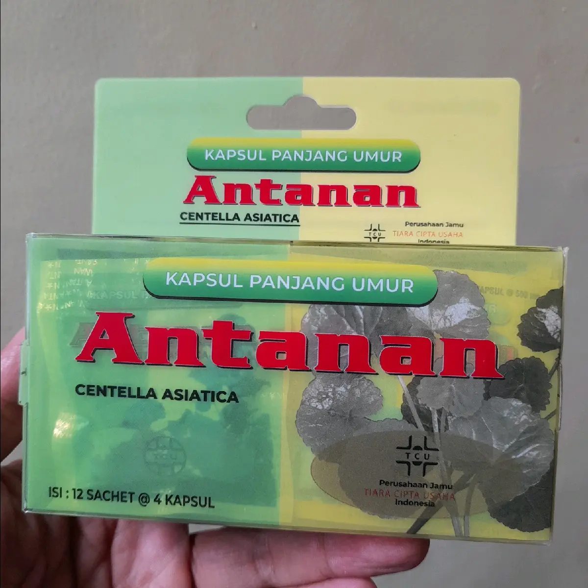 antanan asli original mengatasi asam urat reumatik kolesterol